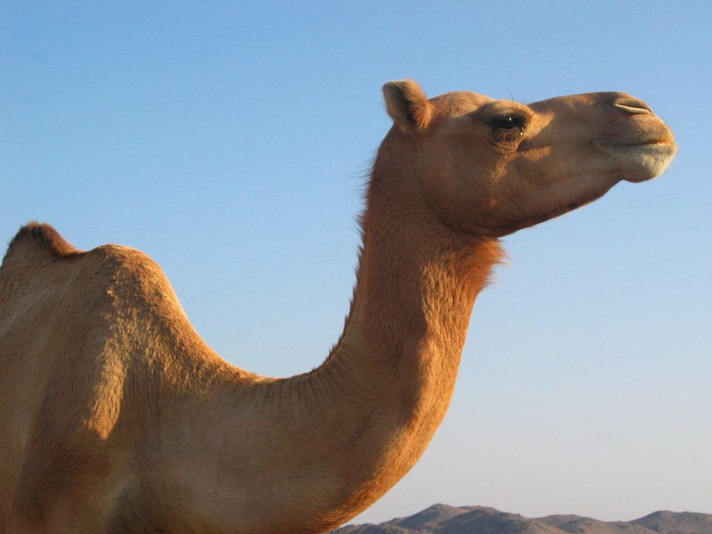 Hình ảnh những chú lạc đà trên sa mạc - Động Vật 4