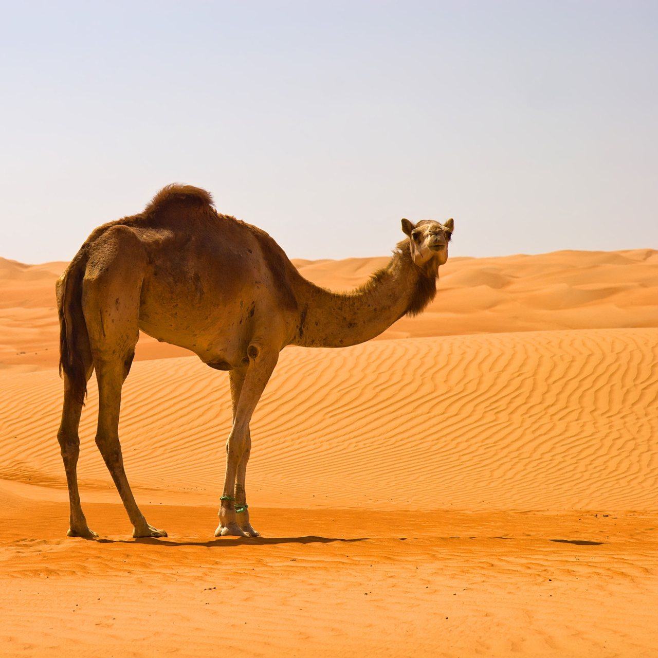 Hình ảnh những chú lạc đà trên sa mạc - Động Vật 10