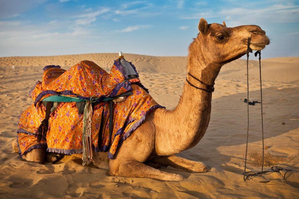 Hình ảnh những chú lạc đà trên sa mạc - Động Vật 12