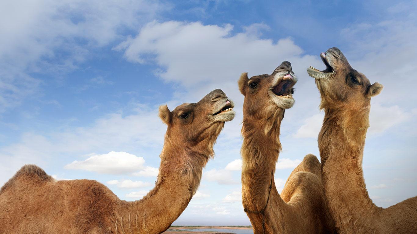 Hình ảnh những chú lạc đà trên sa mạc - Động Vật 5