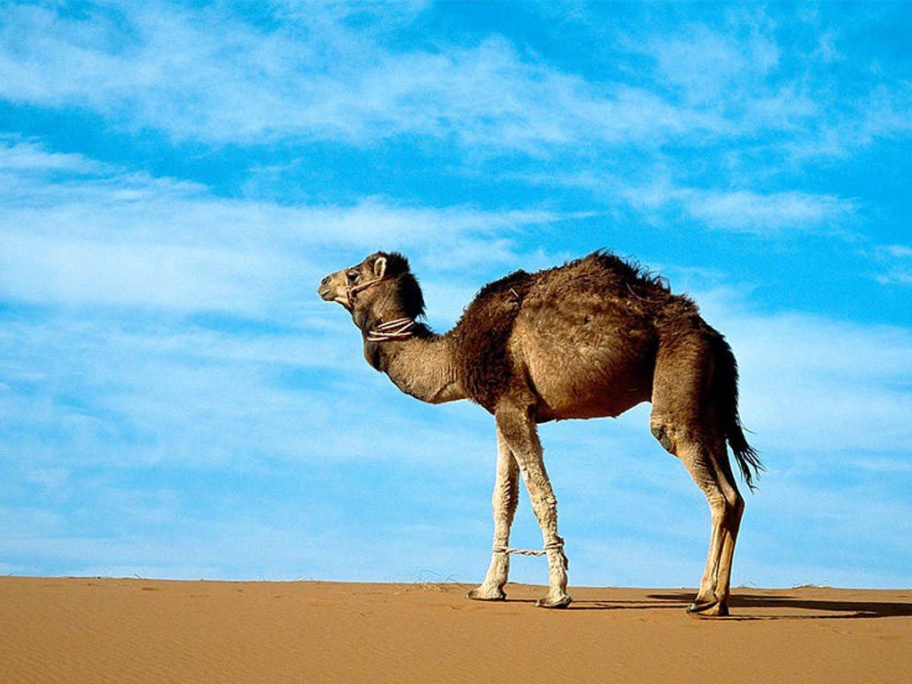 Hình ảnh những chú lạc đà trên sa mạc - Động Vật 7