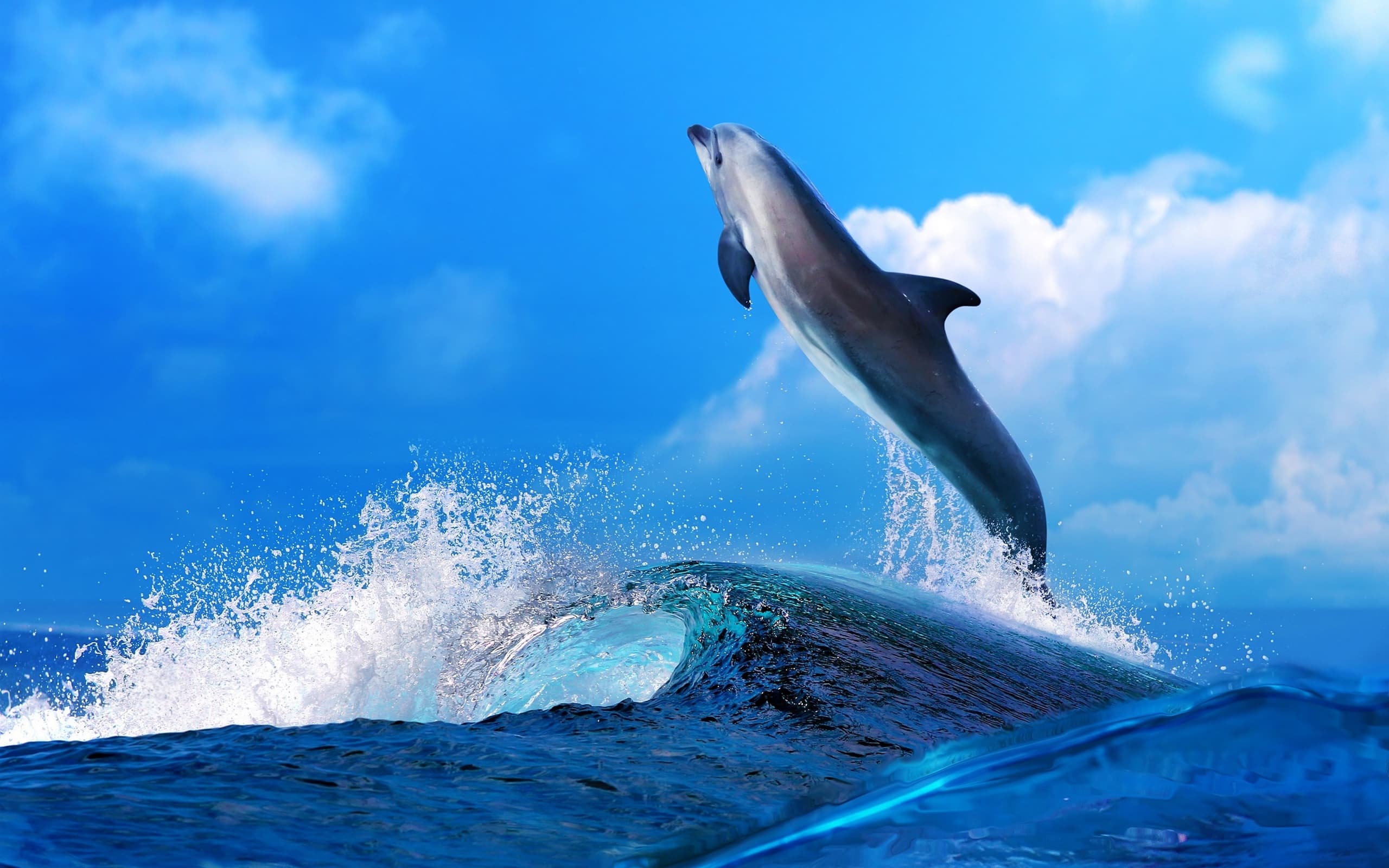 Top 30 hình nền cá heo đẹp dễ thương nhất thế giới - Động Vật 9