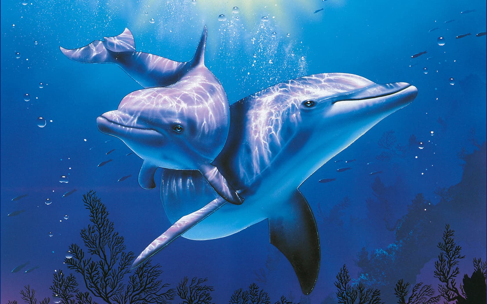 Top 30 hình nền cá heo đẹp dễ thương nhất thế giới - Động Vật 5