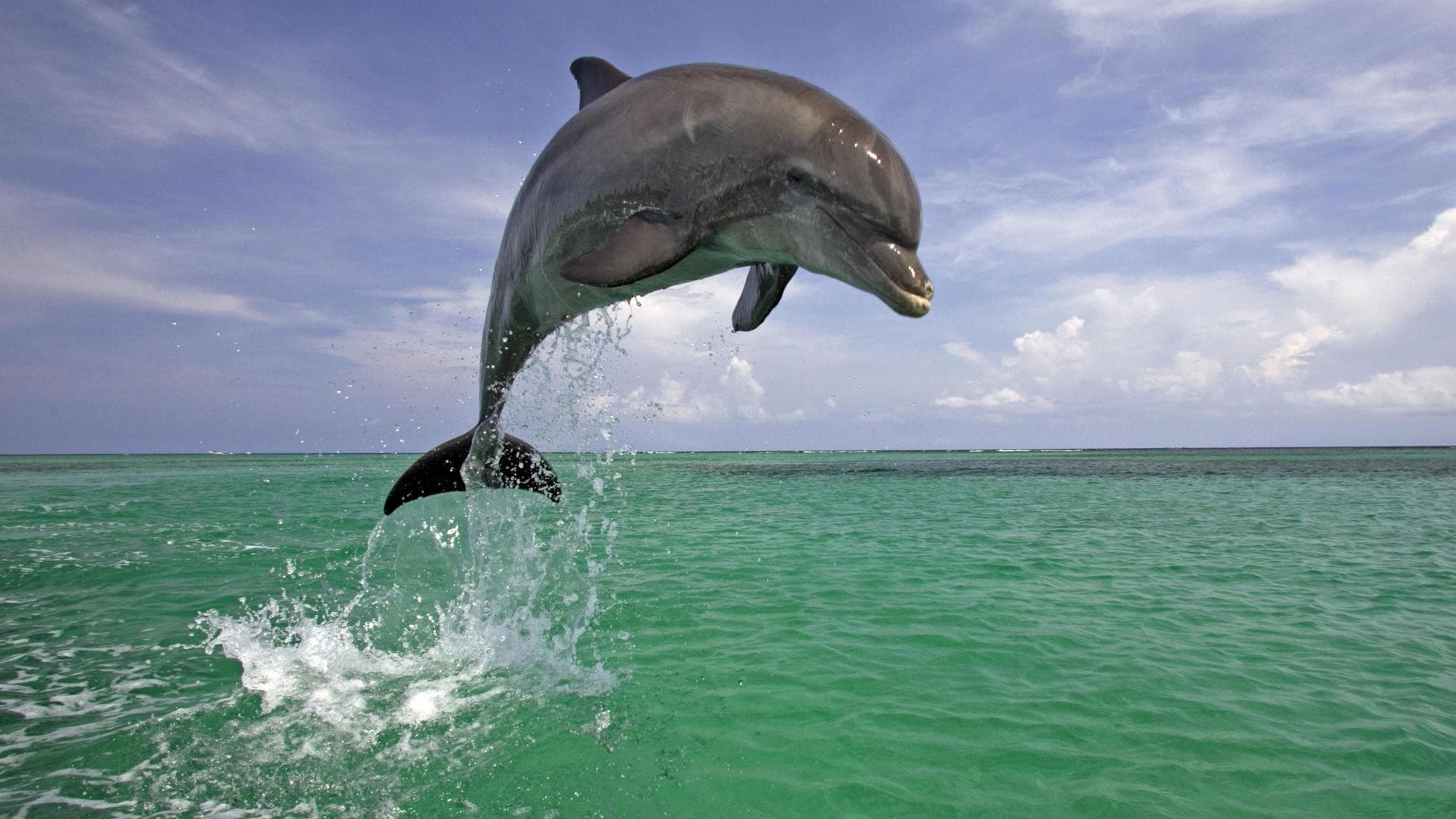Top 30 hình nền cá heo đẹp dễ thương nhất thế giới - Động Vật 11