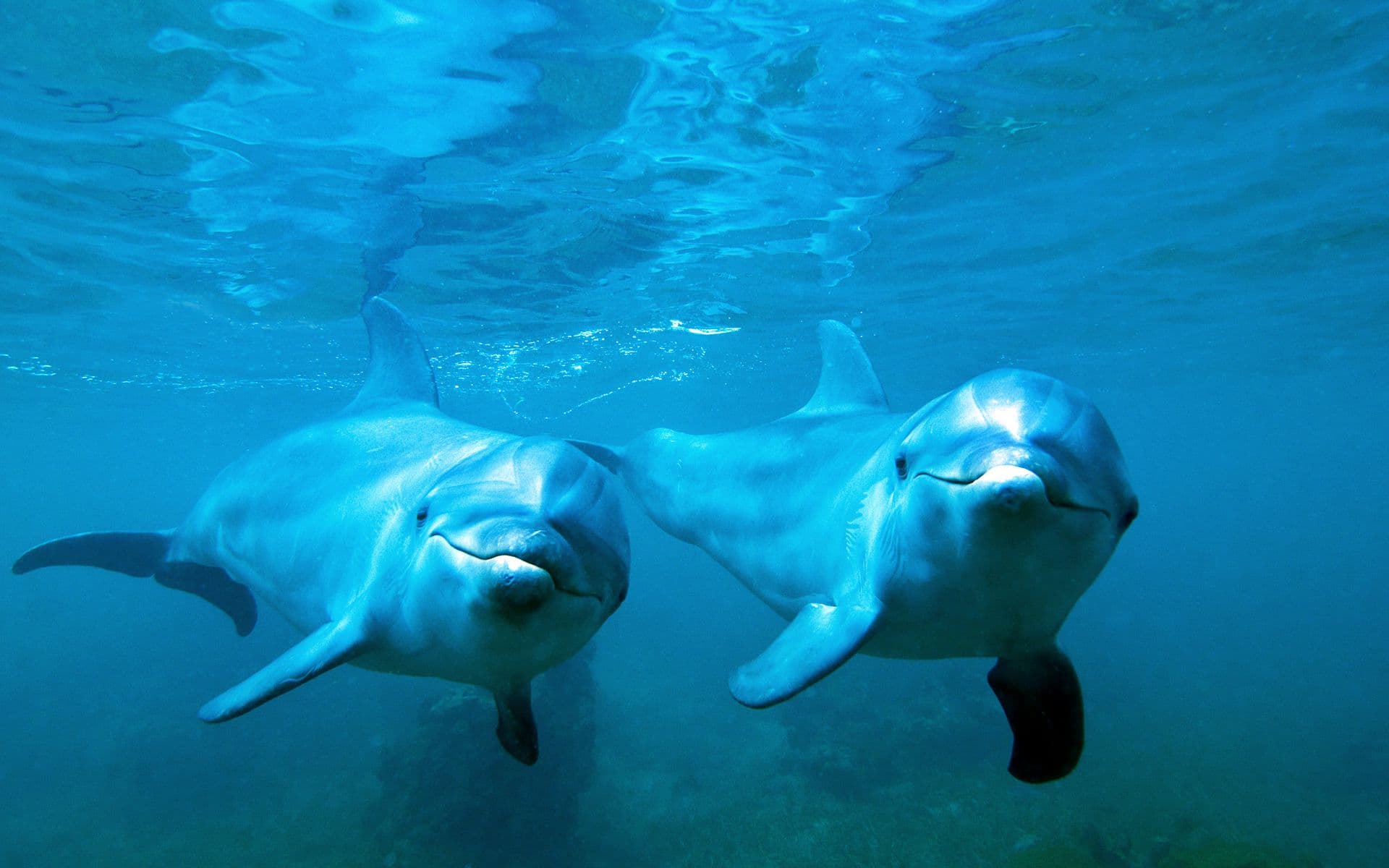 Top 30 hình nền cá heo đẹp dễ thương nhất thế giới - Động Vật 24