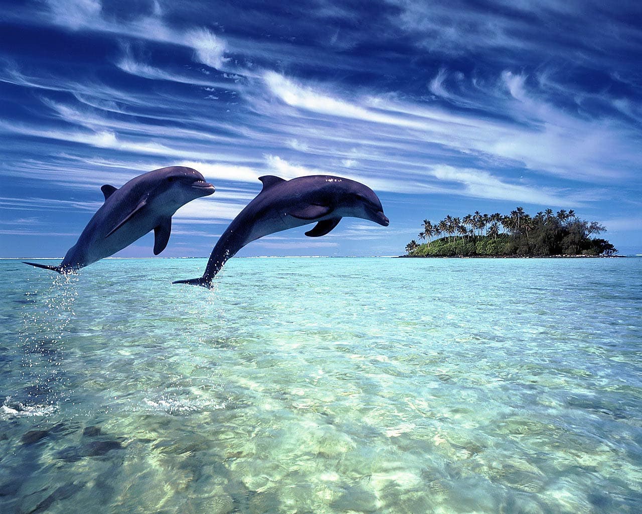 Top 30 hình nền cá heo đẹp dễ thương nhất thế giới - Động Vật 29
