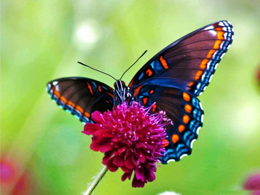Top 20 hình nền bướm đẹp nhất thế giới full HD - Động Vật 74