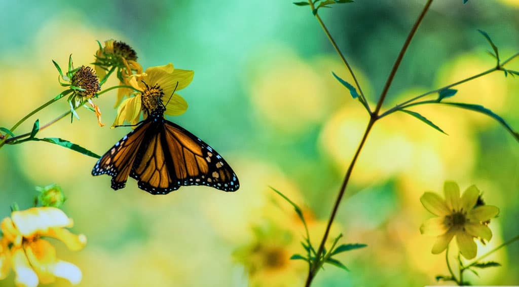 Top 20 hình nền bướm đẹp nhất thế giới full HD - Động Vật 62