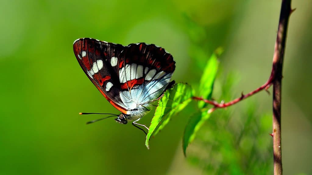 Top 20 hình nền bướm đẹp nhất thế giới full HD - Động Vật 66