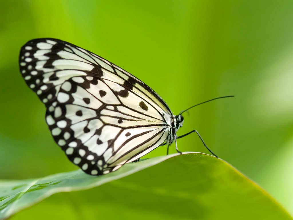 Top 20 hình nền bướm đẹp nhất thế giới full HD - Động Vật 68