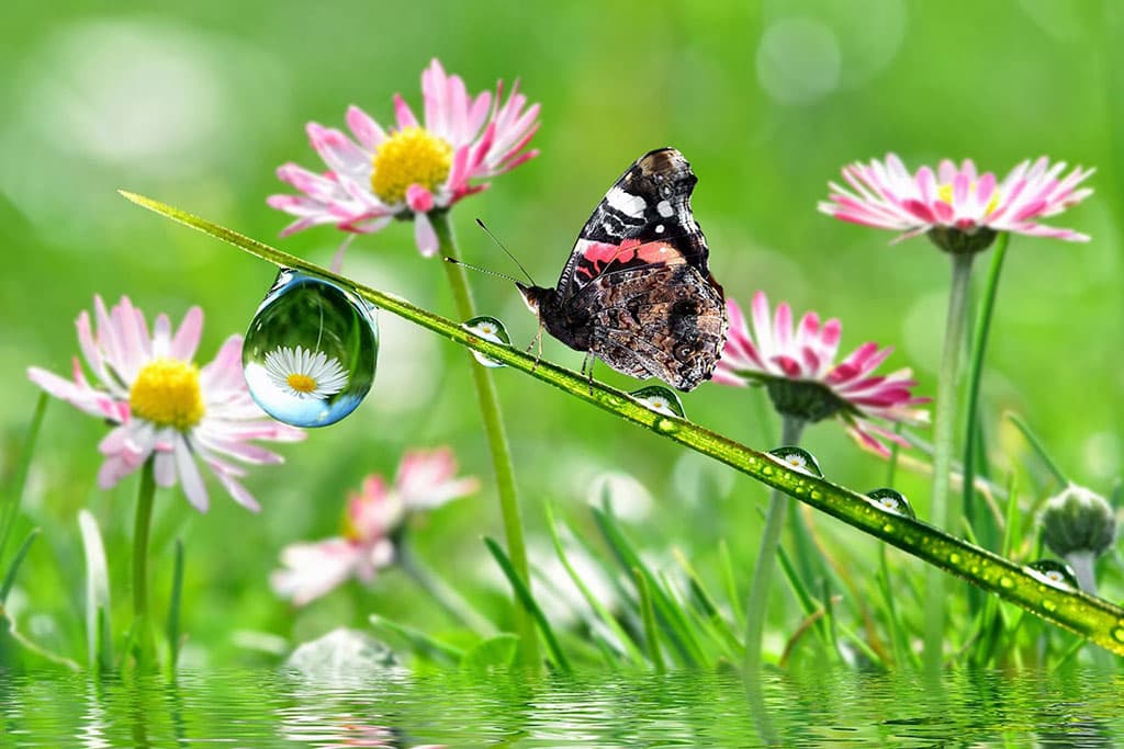 Top 20 hình nền bướm đẹp nhất thế giới full HD - Động Vật 63