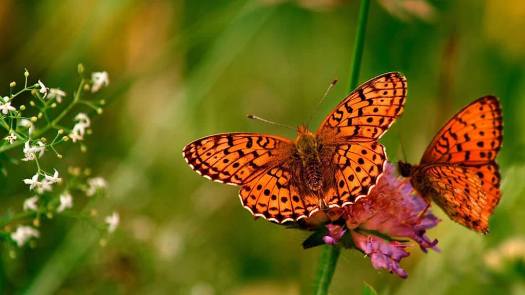Top 20 hình nền bướm đẹp nhất thế giới full HD - Động Vật 65