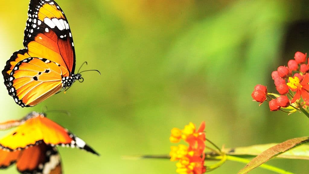 Top 20 hình nền bướm đẹp nhất thế giới full HD - Động Vật 78