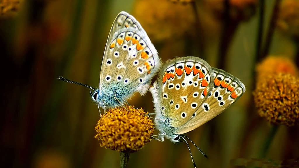 Top 20 hình nền bướm đẹp nhất thế giới full HD - Động Vật 67
