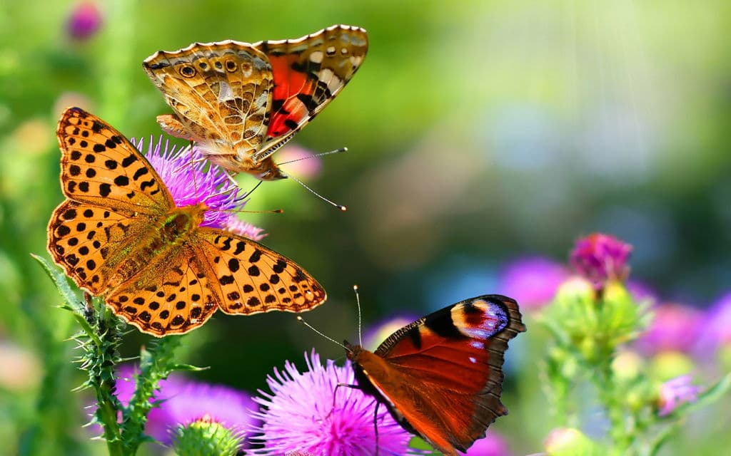 Top 20 hình nền bướm đẹp nhất thế giới full HD - Động Vật 75