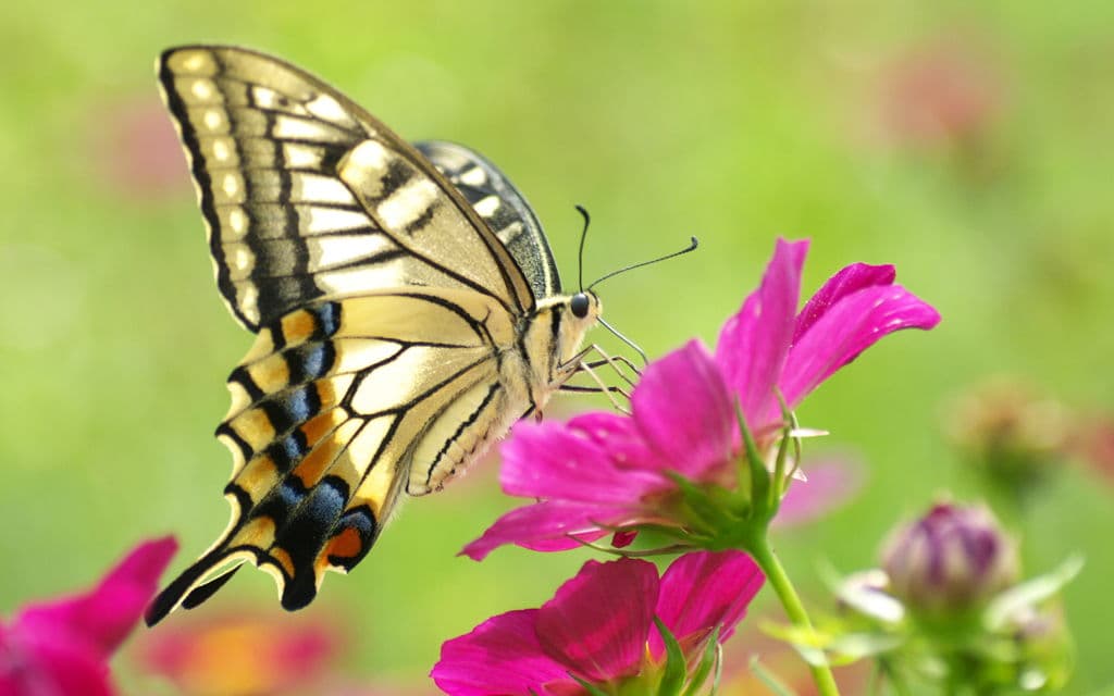 Top 20 hình nền bướm đẹp nhất thế giới full HD - Động Vật 72