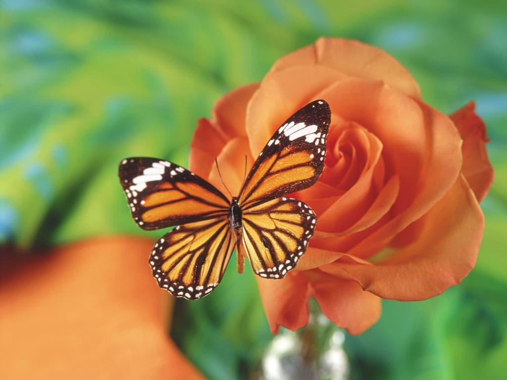 Top 20 hình nền bướm đẹp nhất thế giới full HD - Động Vật 80
