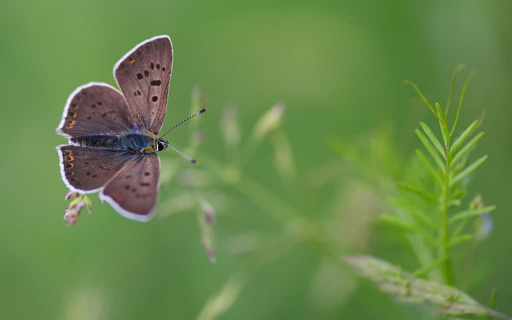 Top 20 hình nền bướm đẹp nhất thế giới full HD - Động Vật 64