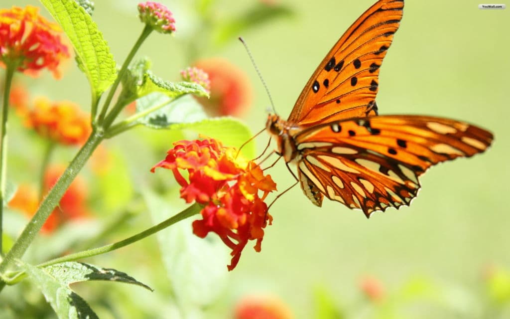 Top 20 hình nền bướm đẹp nhất thế giới full HD - Động Vật 77