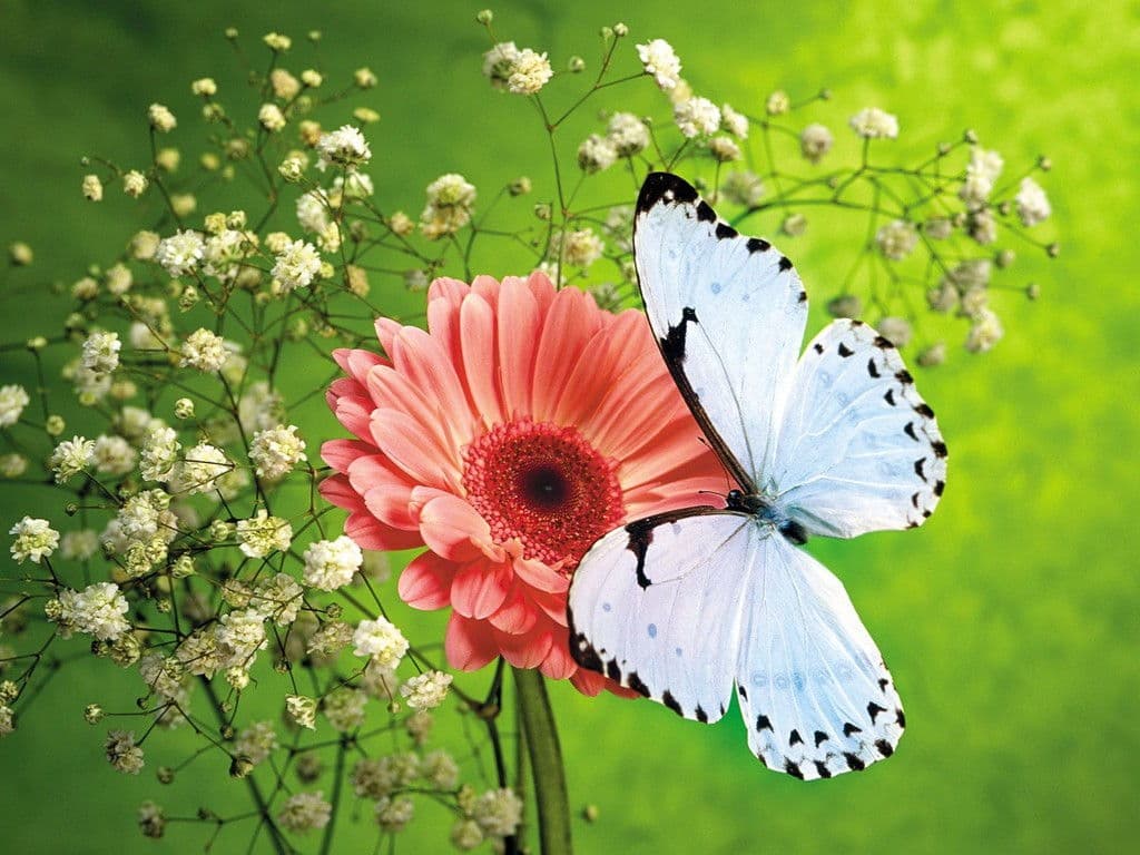 Top 20 hình nền bướm đẹp nhất thế giới full HD - Động Vật 79