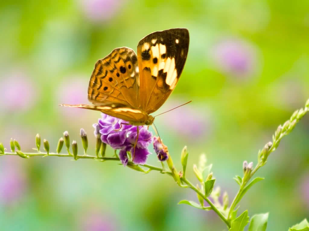 Top 20 hình nền bướm đẹp nhất thế giới full HD - Động Vật 69