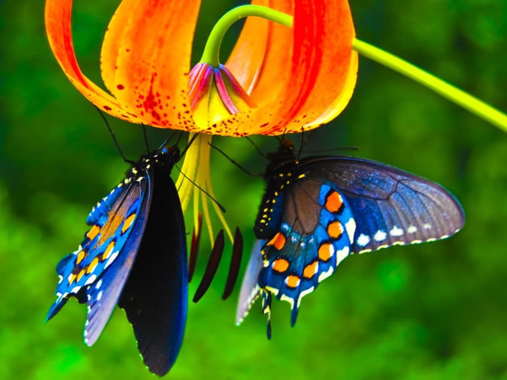 Top 20 hình nền bướm đẹp nhất thế giới full HD - Động Vật 76