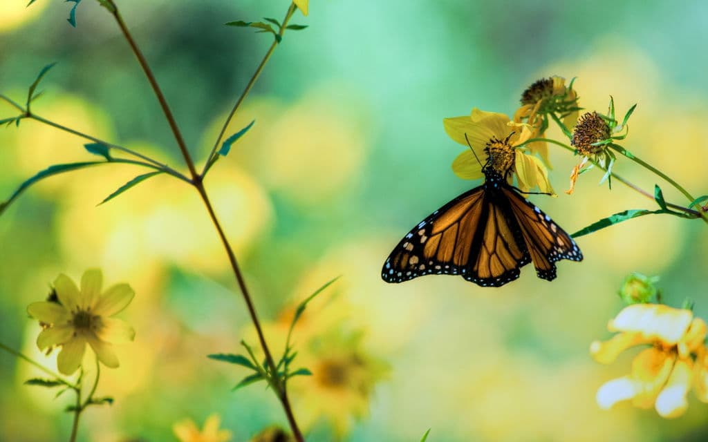 Top 20 hình nền bướm đẹp nhất thế giới full HD - Động Vật 73
