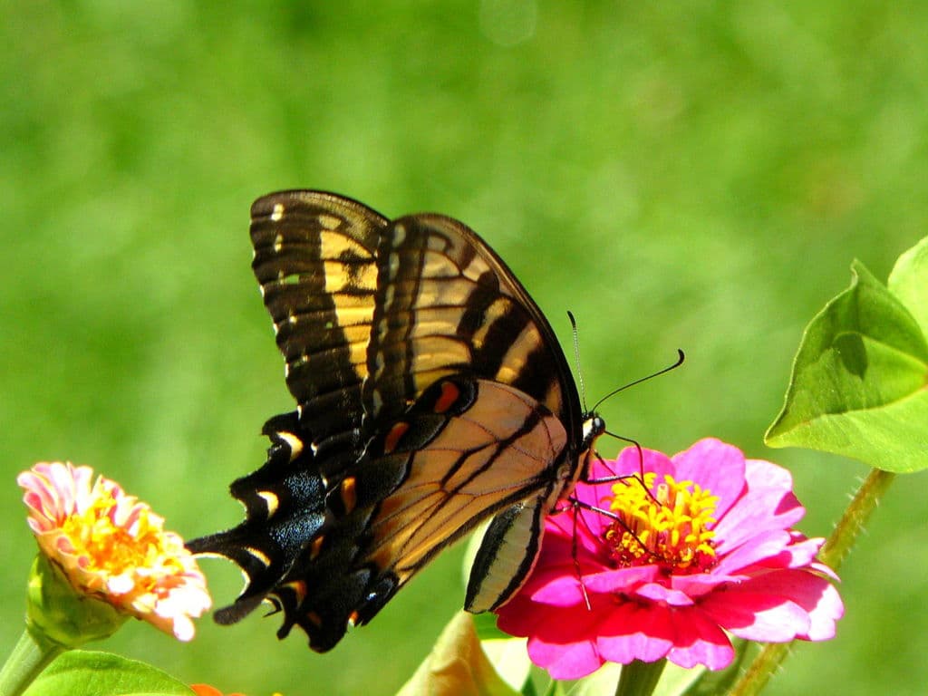 Top 20 hình nền bướm đẹp nhất thế giới full HD - Động Vật 71