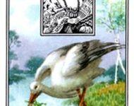 Ý Nghĩa Lá Bài Lenormand Stork (17) 20