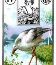Kết Hợp Lá Bài Lenormand Stork (17) 8