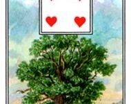 Kết Hợp Lá Bài Lenormand Tree (5) 5