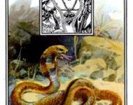 Ý Nghĩa Lá Bài Lenormand Snake (7) 16
