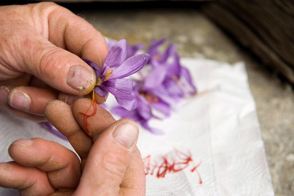 Mua Saffron Nhụy Hoa Nghệ Tây Ở Đâu Uy Tín Chất Lượng 15