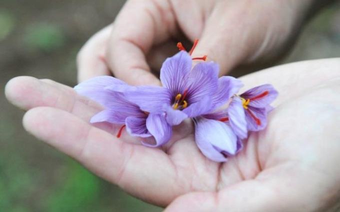 Mua Saffron Nhụy Hoa Nghệ Tây Ở Đâu Uy Tín Chất Lượng 5