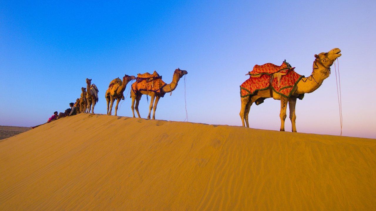 Hình ảnh những chú lạc đà trên sa mạc - Động Vật 2