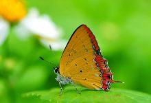Top 20 hình nền bướm đẹp nhất thế giới full HD - Động Vật 20