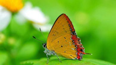 Top 20 hình nền bướm đẹp nhất thế giới full HD - Động Vật 43