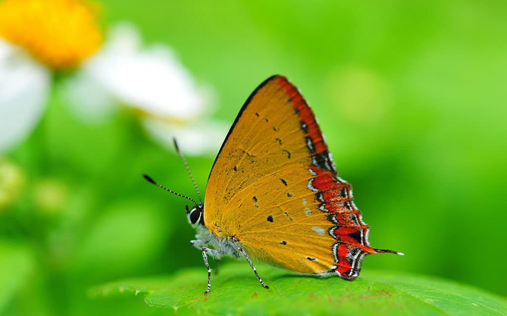 Top 20 hình nền bướm đẹp nhất thế giới full HD - Động Vật 61