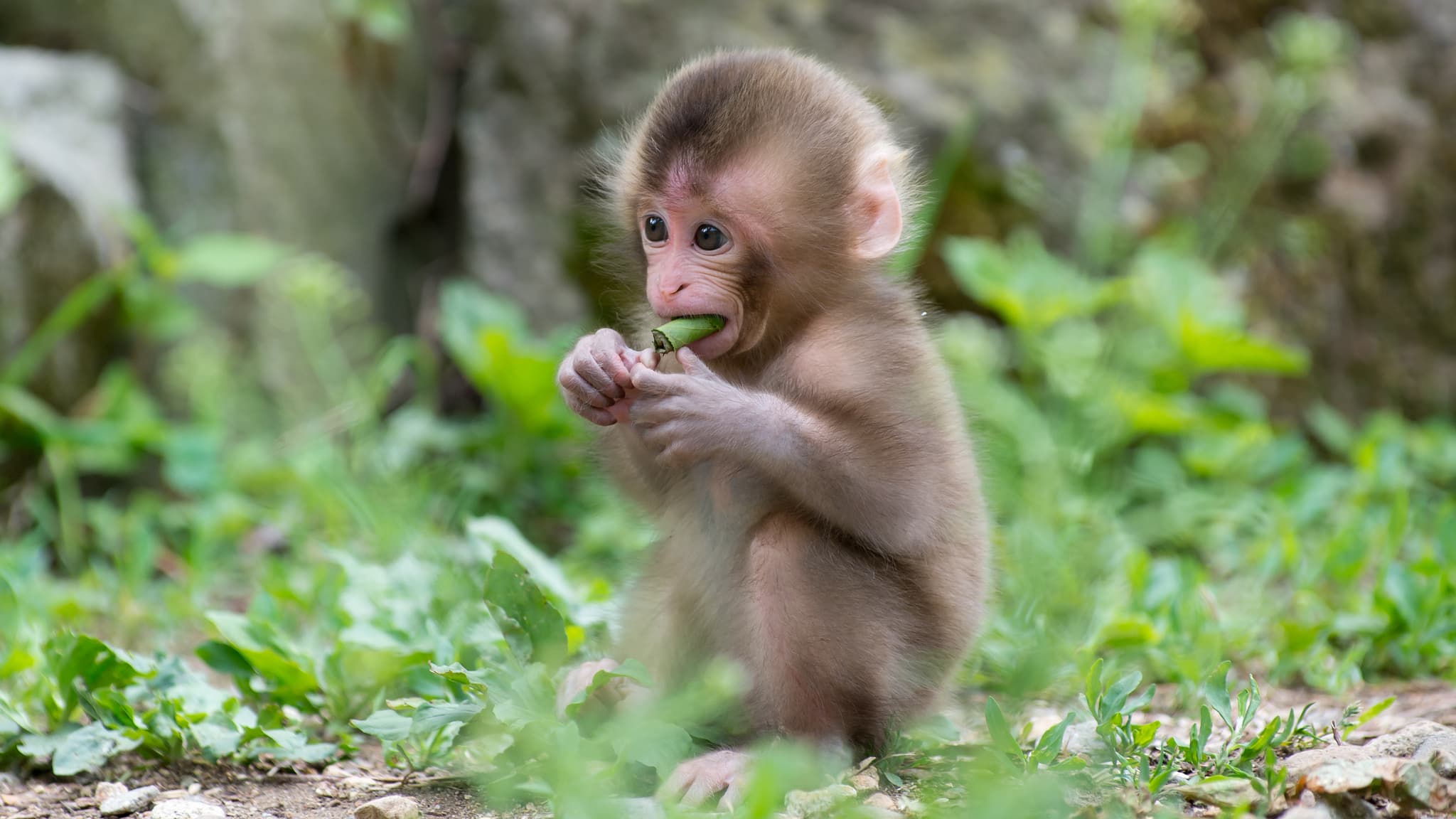 Top 25 hình nền Khỉ đẹp đáng yêu nhất thế giới - Động Vật 73