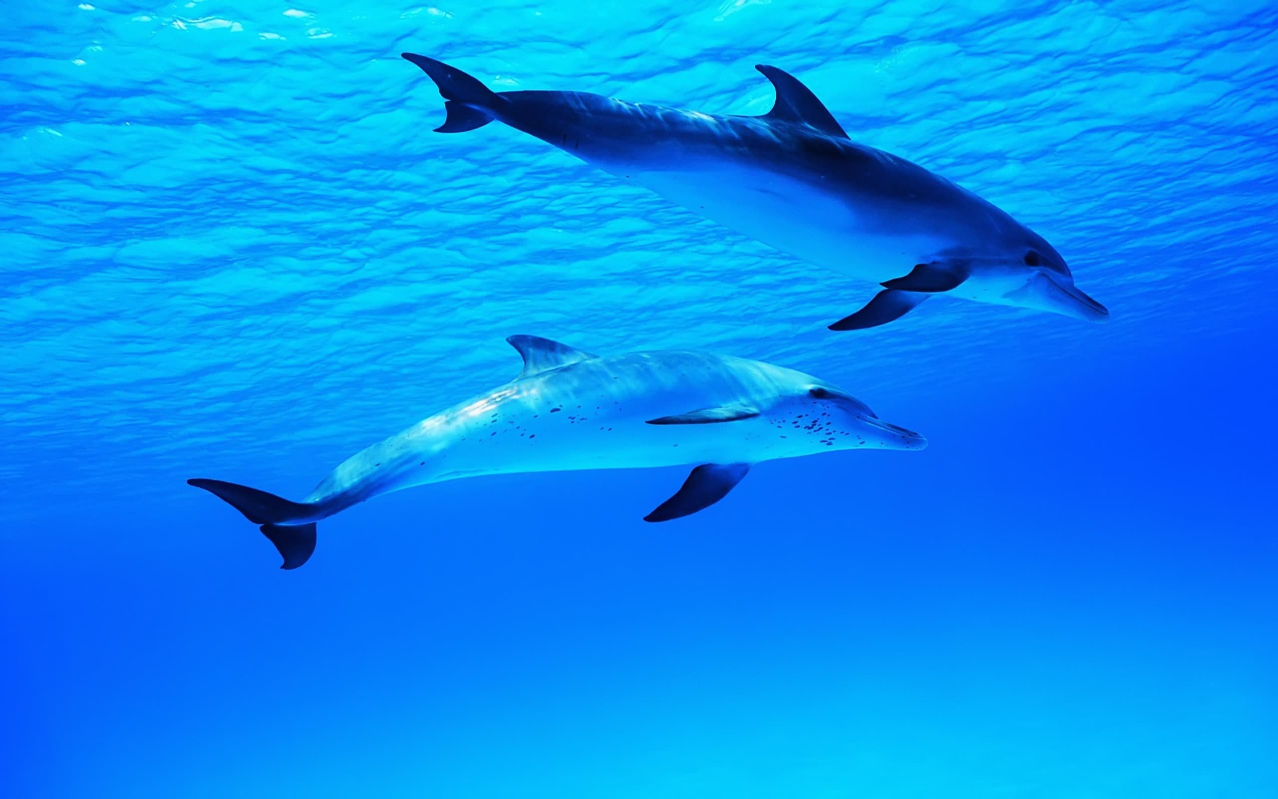 Top 30 hình nền cá heo đẹp dễ thương nhất thế giới - Động Vật 2