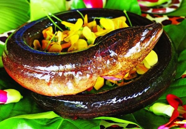 Nhiều người ăn thịt lươn mà không biết rằng nó là sâm động vật - trong Đông y là thuốc quý như vàng nhờ những công dụng này - Ảnh 2.