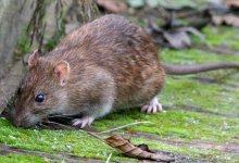 Các loài chuột phổ biến ở Việt Nam hiện nay 3