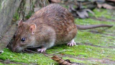 Các loài chuột phổ biến ở Việt Nam hiện nay 4