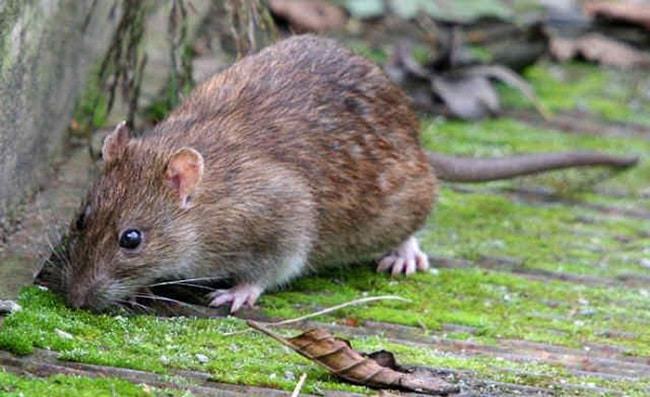 Các loài chuột phổ biến ở Việt Nam hiện nay 1