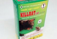 Những điều cần biết về thuốc diệt chuột Killrat 3