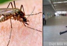 Top 9 công ty dịch vụ diệt muỗi tại TPHCM 2