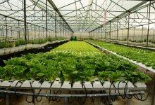 Top 9 địa chỉ bán đất sạch trồng rau đảm bảo nhất ở Thành Phố Hồ Chí Minh 4