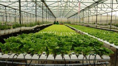 Top 9 địa chỉ bán đất sạch trồng rau đảm bảo nhất ở Thành Phố Hồ Chí Minh 8