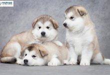 Top 5 Địa chỉ bán chó Alaska uy tín nhất tại TPHCM 4
